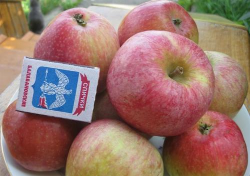 Яблоня Конфетное опылители. Яблоня Конфетное – описание, фото, отзывы о сорте