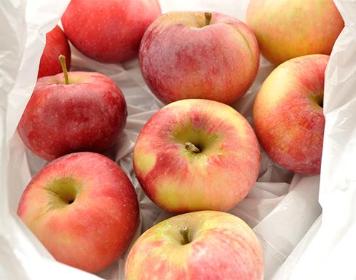 Яблоня Лобо описание и характеристика сорта. Сорт яблони Лобо