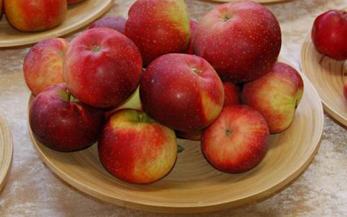 Яблоня Лобо высота. Описание сорта