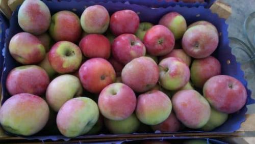 Яблоня Лобо опылители. Все про зимнюю яблоню Лобо