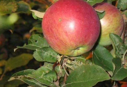 Яблоня Лобо опылители. Все про зимнюю яблоню Лобо