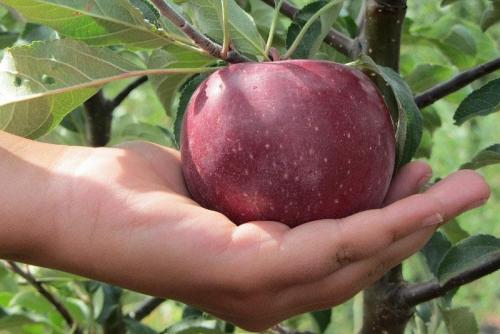 Характеристика и описание Лобо яблони. Подробное описание яблони сорта Лобо