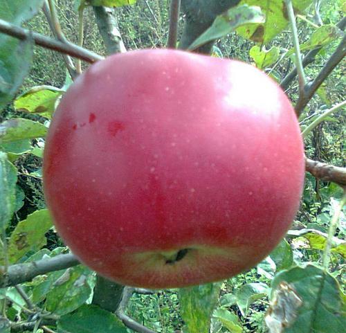 Характеристика и описание Лобо яблони. Подробное описание яблони сорта Лобо 14