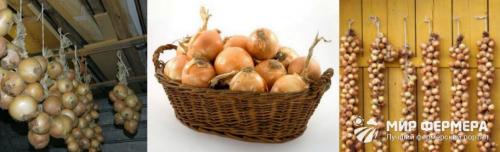 Как хранить лук на балконе. Как хранить лук зимой