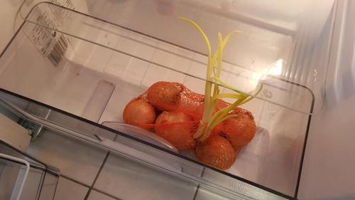 Как хранить лук в чулке. Лучшие рекомендации: как сохранить лук в домашних условиях в квартире