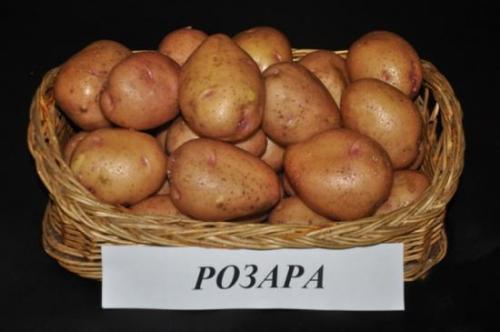 Как правильно ухаживать за картофелем Розара во время его созревания. Описание сорта