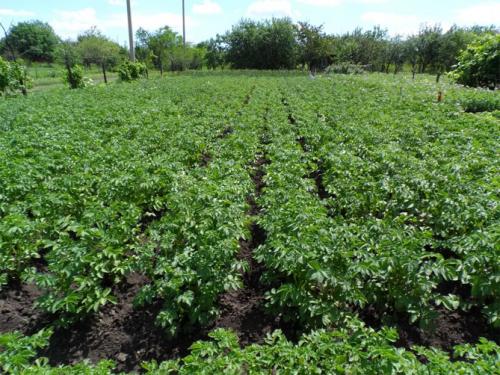 Картофель Розара. Сорт картофеля Розара – характеристика и описание, отзывы огородников