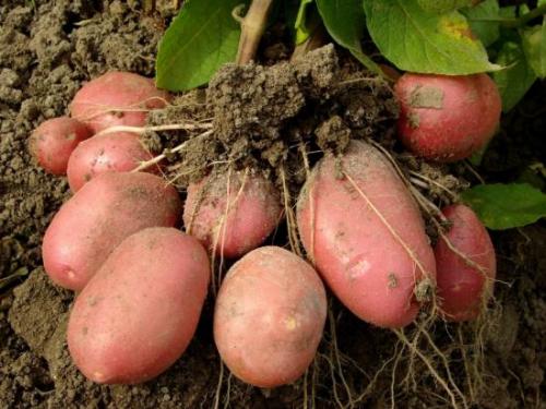 Картофель Розара выращивание. Описание сорта картофеля Розара