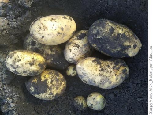 В чём преимущества выращивания картофеля из миниклубней сортов Розара и Белароза. Итоги выращивания картофеля из мини-клубней от Садов России