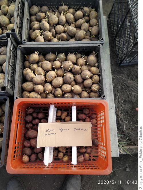 В чём преимущества выращивания картофеля из миниклубней сортов Розара и Белароза. Итоги выращивания картофеля из мини-клубней от Садов России