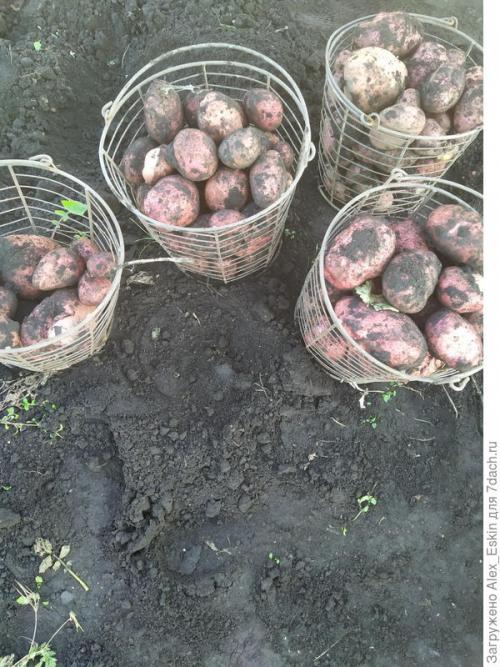 В чём преимущества выращивания картофеля из миниклубней сортов Розара и Белароза. Итоги выращивания картофеля из мини-клубней от Садов России