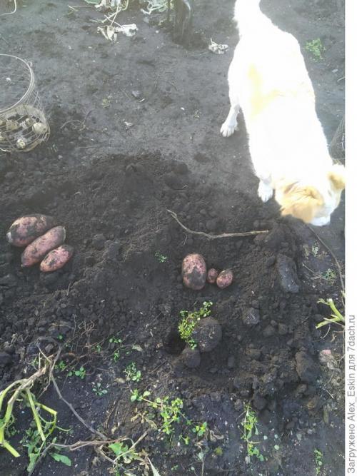 В чём преимущества выращивания картофеля из миниклубней сортов Розара и Белароза. Итоги выращивания картофеля из мини-клубней от Садов России