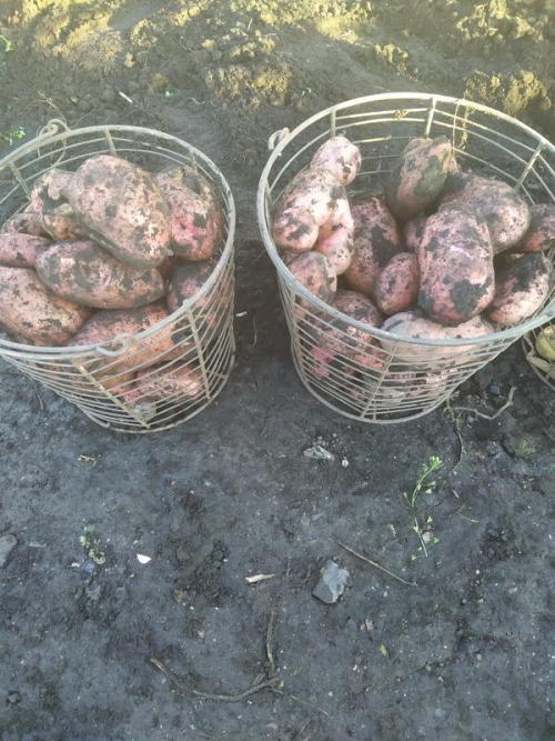 В чём преимущества выращивания картофеля из миниклубней сортов Розара и Белароза. Итоги выращивания картофеля из мини-клубней от Садов России