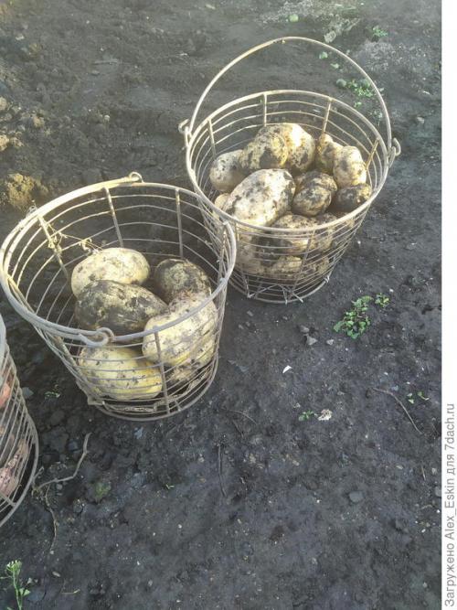 В чём преимущества выращивания картофеля из миниклубней сортов Розара и Белароза. Итоги выращивания картофеля из мини-клубней от Садов России