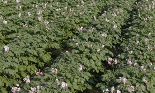 Картофель Ред Скарлет. Описание сорта Ред Скарлет