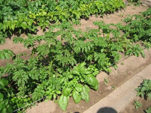 Картофель розана. Как сажать