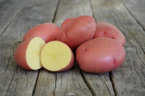 Сорт картофеля розара характеристика срок созревания. Описание и характеристика сорта