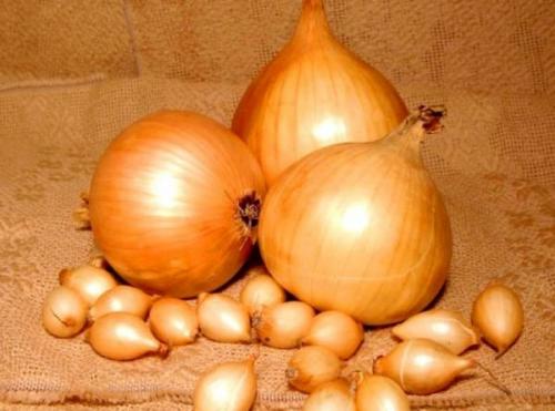 Самый лежкий сорт лука. Острые, полуострые, сладкие сорта лука-севка для хранения на зиму