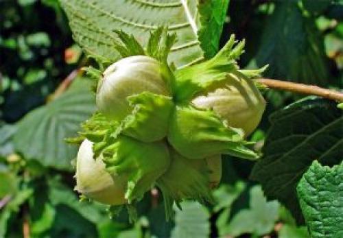 Как правильно вырастить фундук из ореха в домашних условиях. Характеристика лещины