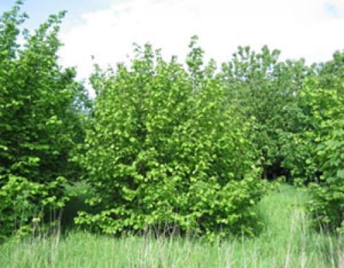 Какой фундук лучше посадить. Характеристика лещины