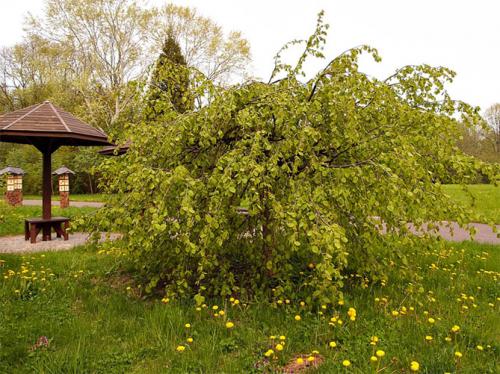 Какой фундук лучше посадить. Характеристика лещины