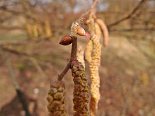 Какой фундук лучше посадить. Характеристика лещины