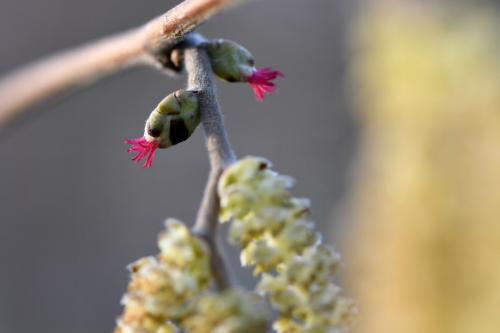 Как растет фундук. Где и Как растет фундук?