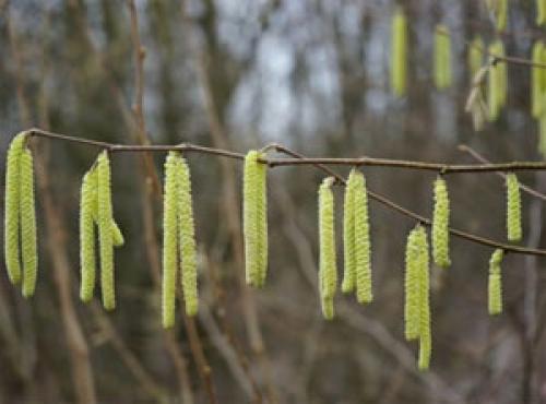 Как правильно вырастить фундук из ореха в домашних условиях. Характеристика лещины