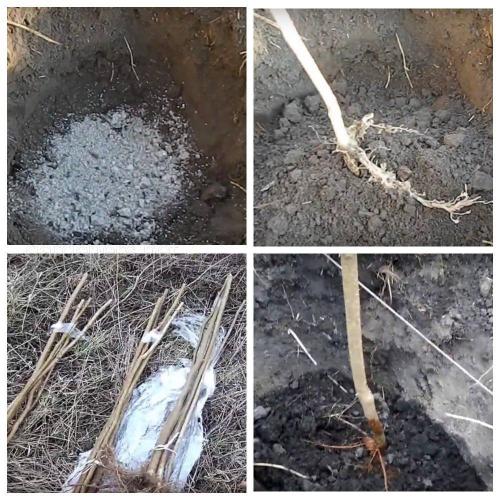 Как вырастить орешник. Посадка лещины или фундука