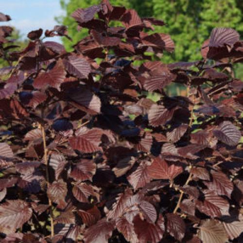 Как вырастить фундук из ореха дома. Фундук. Как выращивать в домашних условиях? Как садить и ухаживать за фундуком. Особенности и их виды. Полезные свойства фундука. Болезни и лечение. Цена