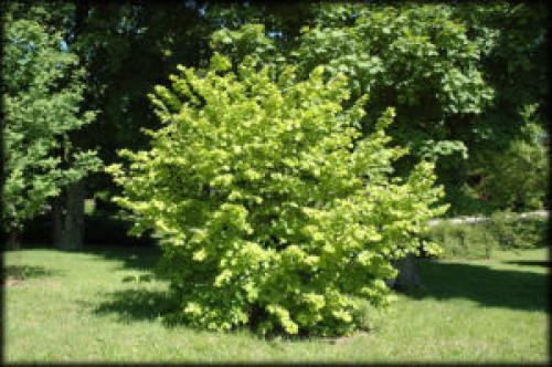 Как вырастить фундук из ореха дома. Фундук. Как выращивать в домашних условиях? Как садить и ухаживать за фундуком. Особенности и их виды. Полезные свойства фундука. Болезни и лечение. Цена