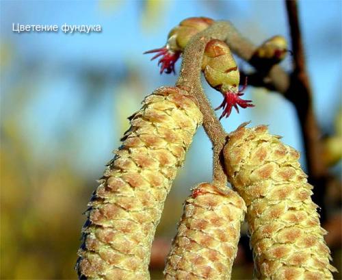 Какой фундук лучше посадить. Характеристика лещины