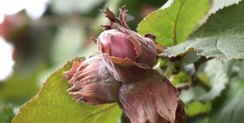 Как растет фундук. Где и Как растет фундук?