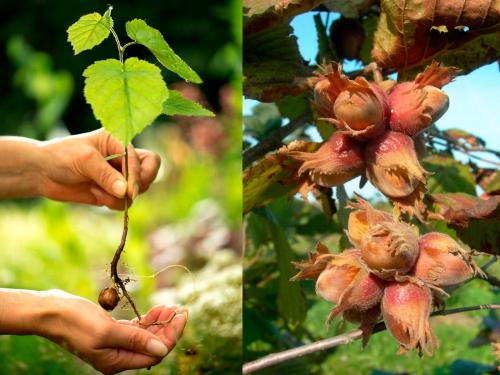 Орешник из ореха. Как вырастить лещину из орехов