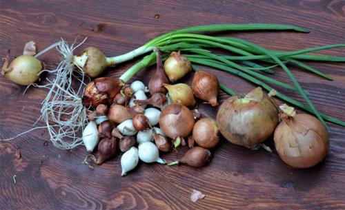 Как вырастить зеленый лук дома в воде. Как вырастить зеленый лук в домашних условиях