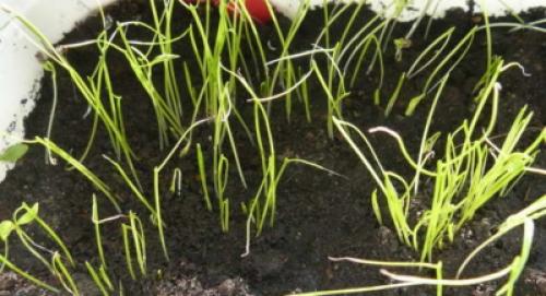 Репчатый лук в домашних условиях. Посадочный материал и сроки получения урожая 06