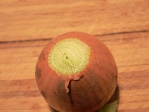 Как вырастить лук дома в земле. Правильное выращивание зелёного лука на воде