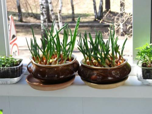 Как вырастить зеленый лук дома в воде. Как вырастить зеленый лук в домашних условиях