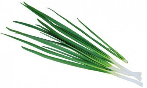 Через сколько прорастает лук в воде. Через сколько дней прорастает лук в воде?