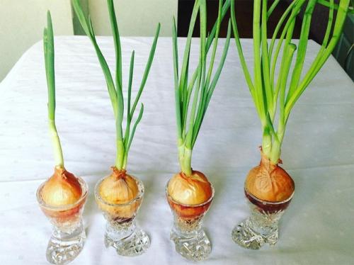 Как вырастить зеленый лук дома в воде. Как вырастить зеленый лук в домашних условиях