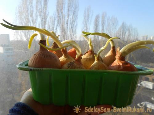 Репчатый лук в домашних условиях. Посадочный материал и сроки получения урожая