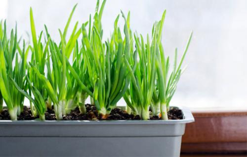 Как вырастить зеленый лук дома в воде. Как вырастить зеленый лук в домашних условиях