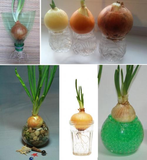 Как вырастить лук дома в земле. Правильное выращивание зелёного лука на воде