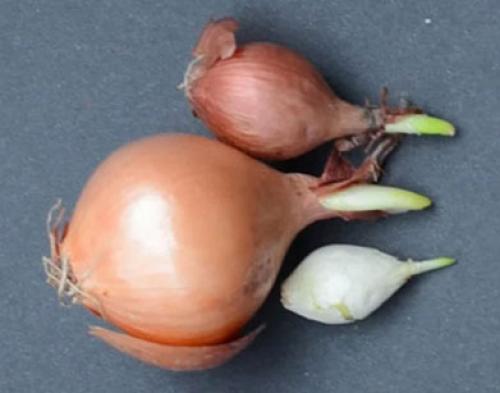 Как вырастить зеленый лук дома в воде. Как вырастить зеленый лук в домашних условиях