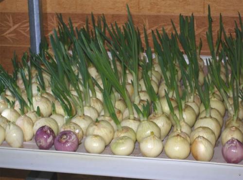 Как вырастить лук дома в земле. Правильное выращивание зелёного лука на воде