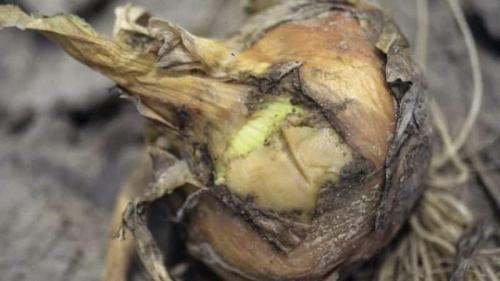 Что делать с подгнившим луком. Что делать, если гниет лук при хранении и на грядке