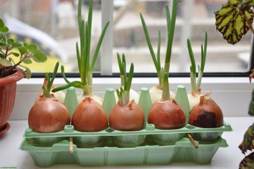 Как вырастить зеленый лук дома в воде. Как вырастить зеленый лук в домашних условиях