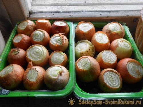 Репчатый лук в домашних условиях. Посадочный материал и сроки получения урожая