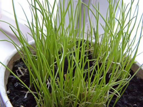 Репчатый лук в домашних условиях. Посадочный материал и сроки получения урожая 05