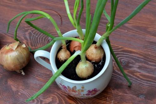 Как вырастить зеленый лук дома в воде. Как вырастить зеленый лук в домашних условиях